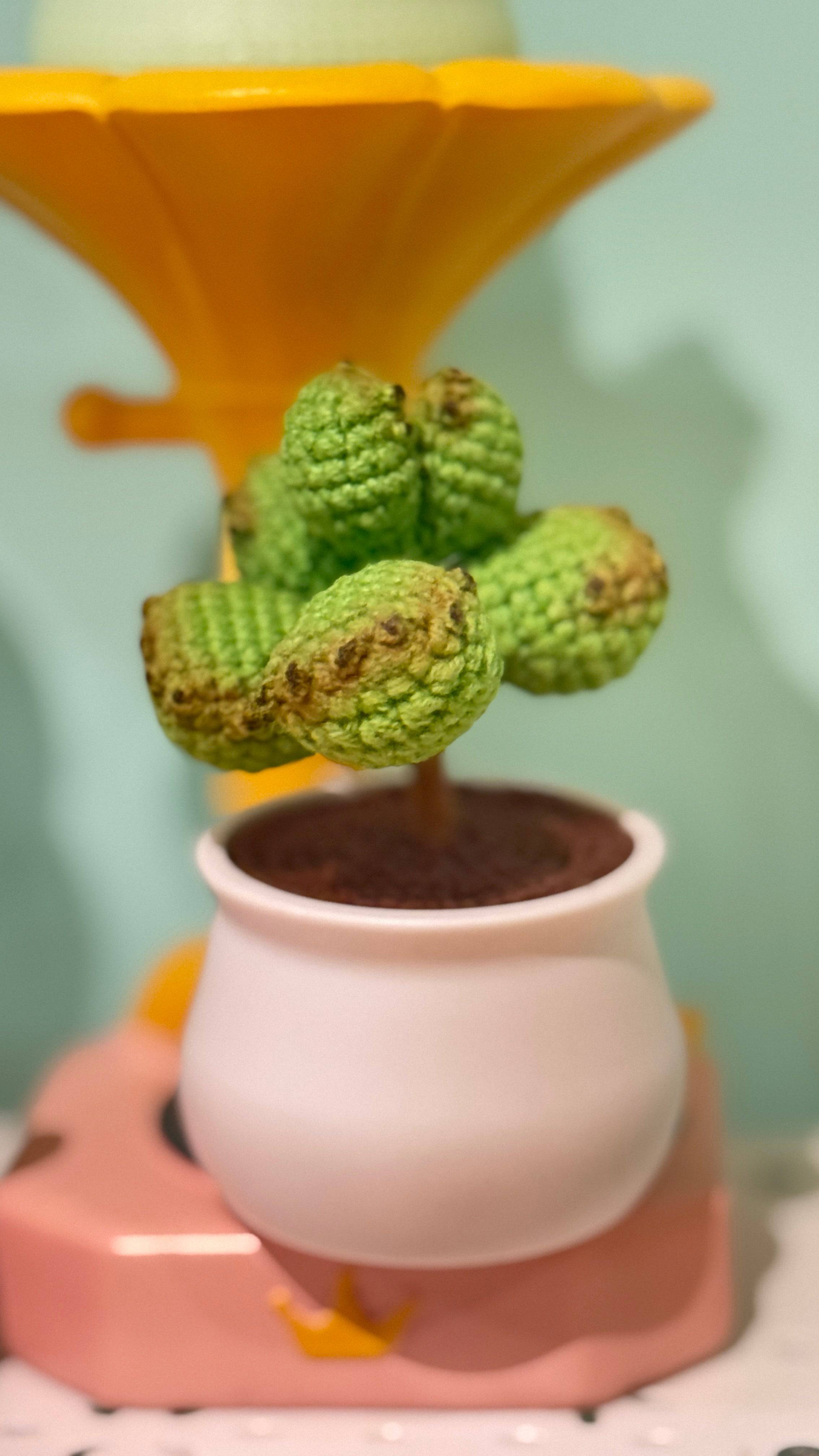 Tranquil Succulent Garden Collection