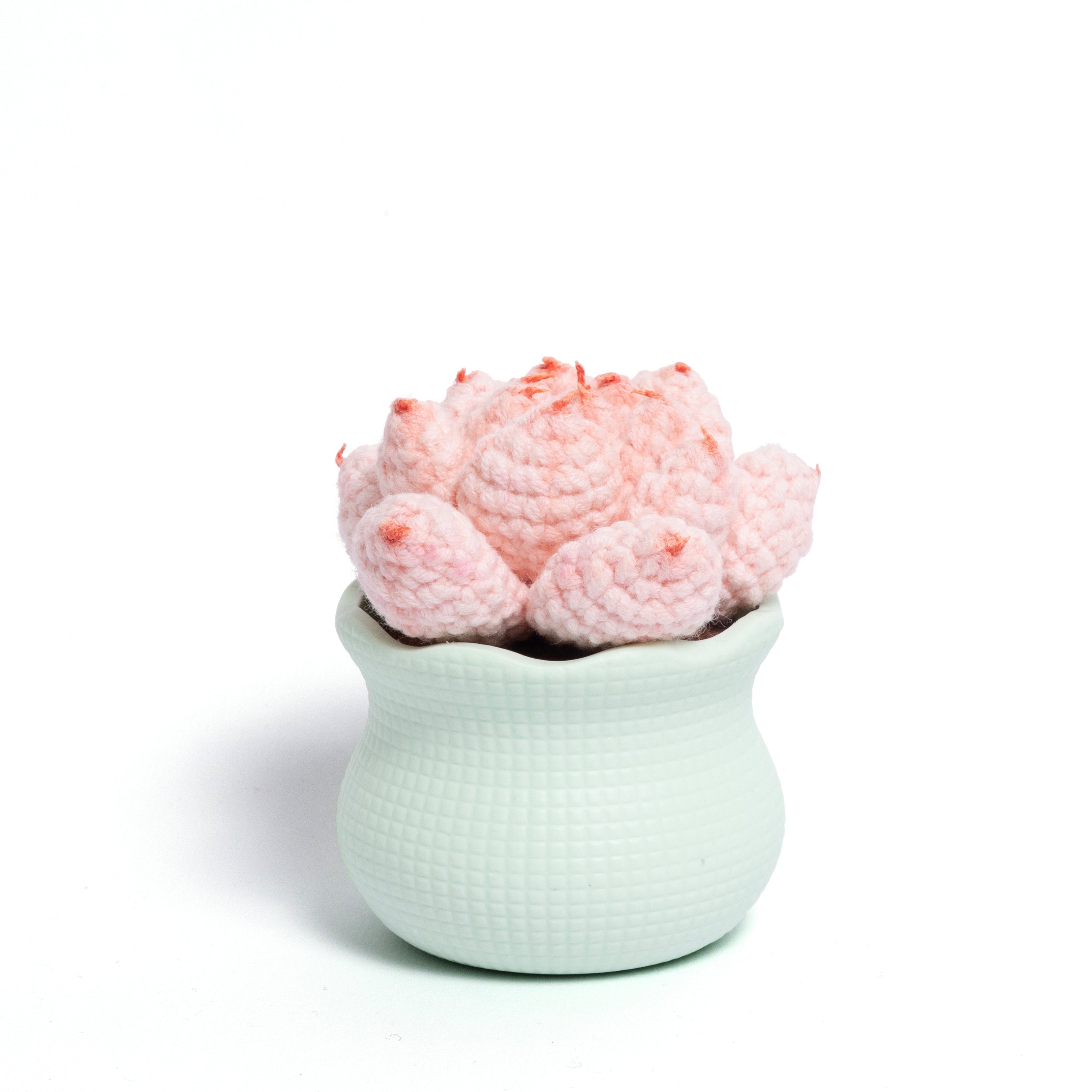 Tranquil Succulent Garden Collection