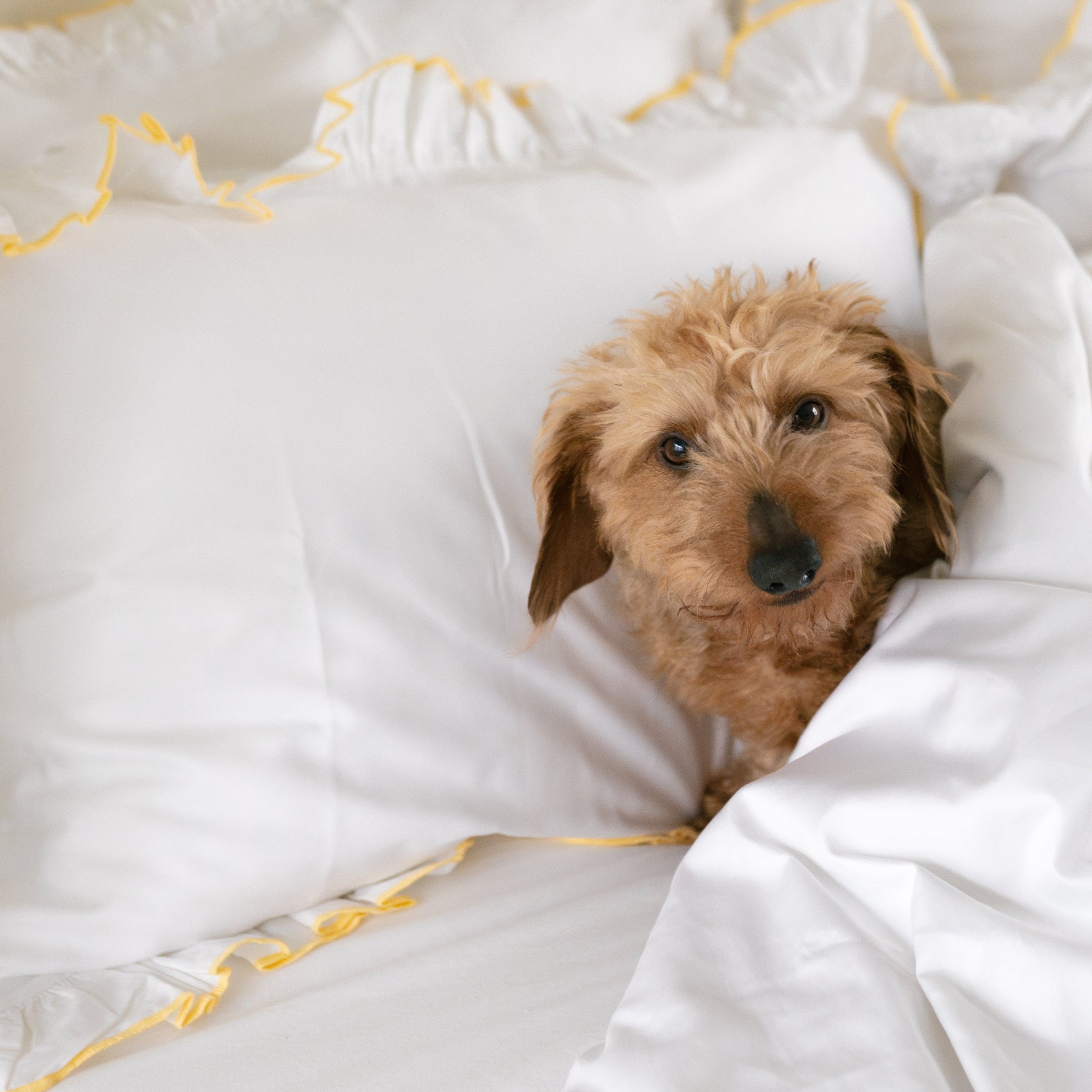 Provence Butter Bedding Bundle set