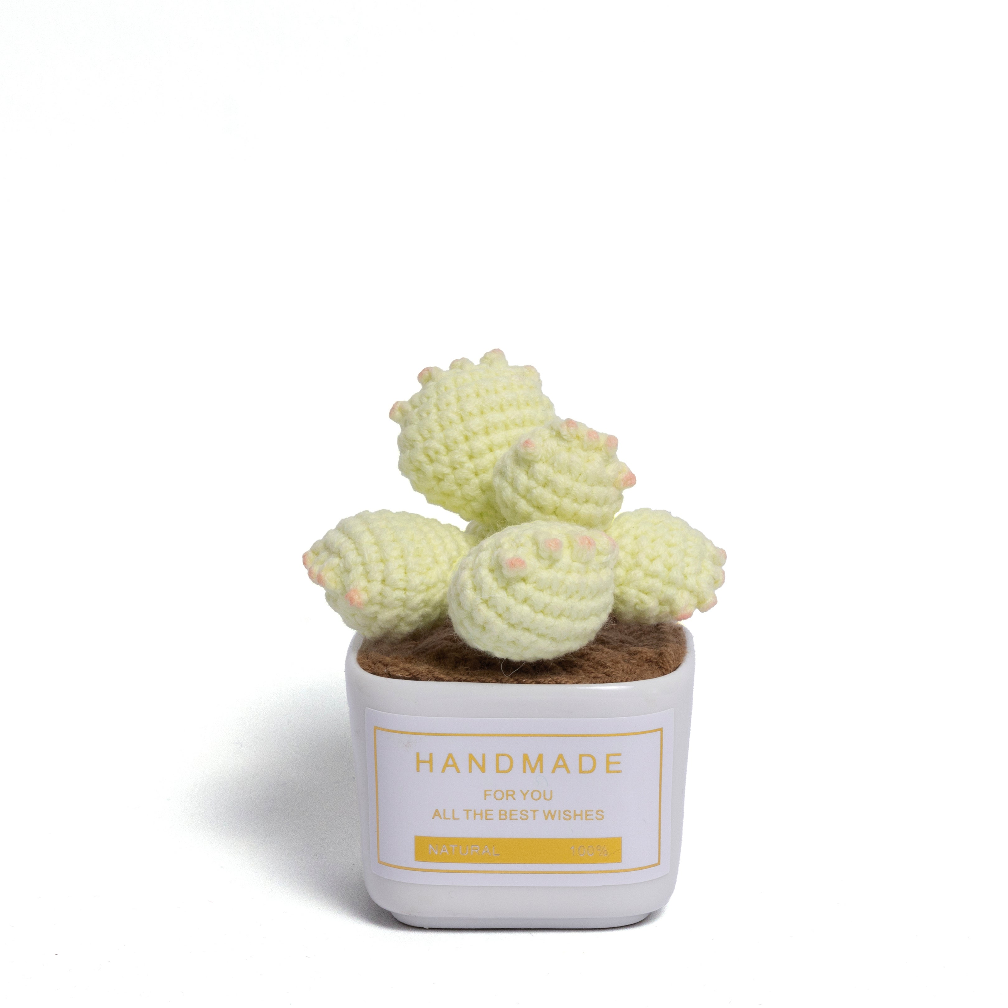 Tranquil Succulent Garden Collection