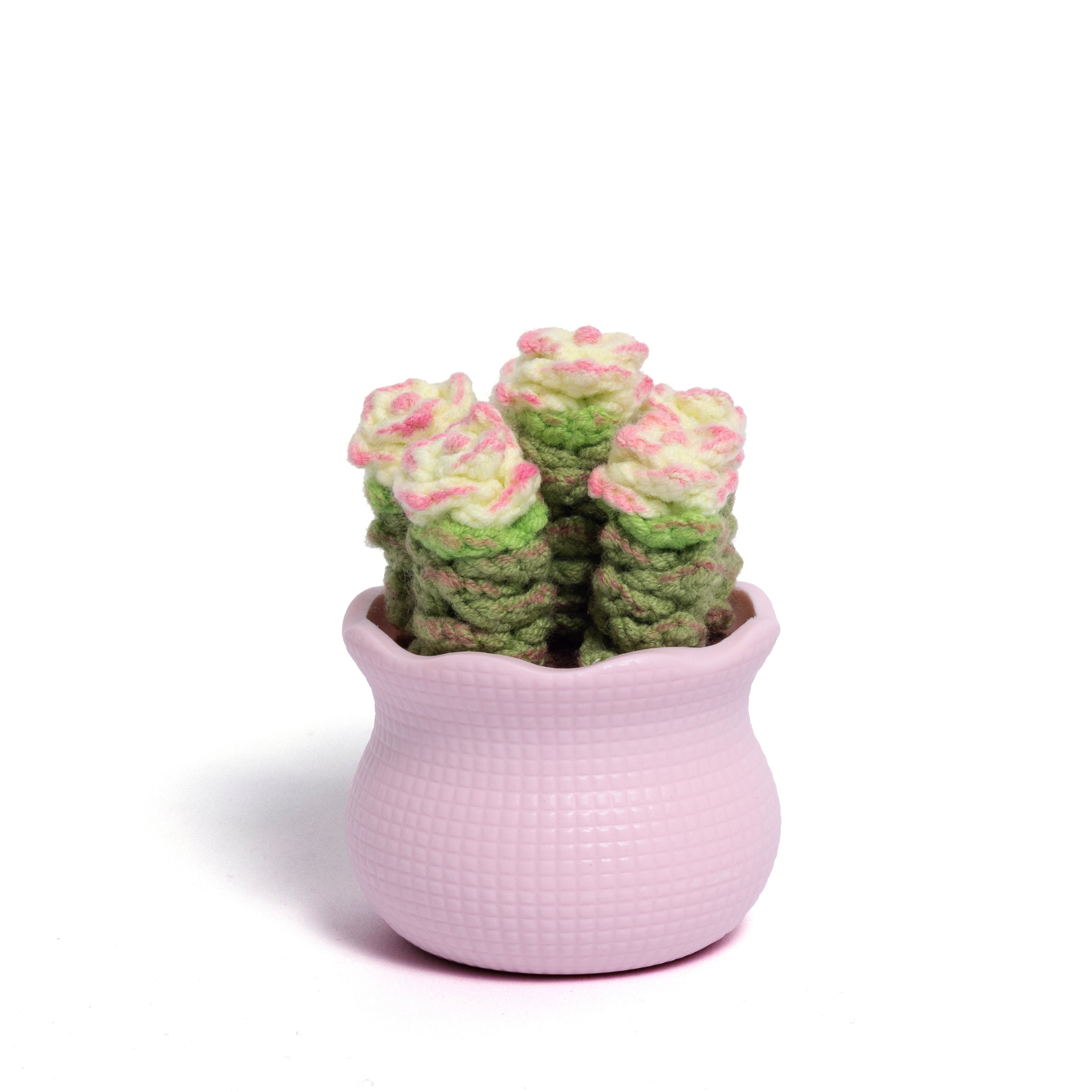 Tranquil Succulent Garden Collection