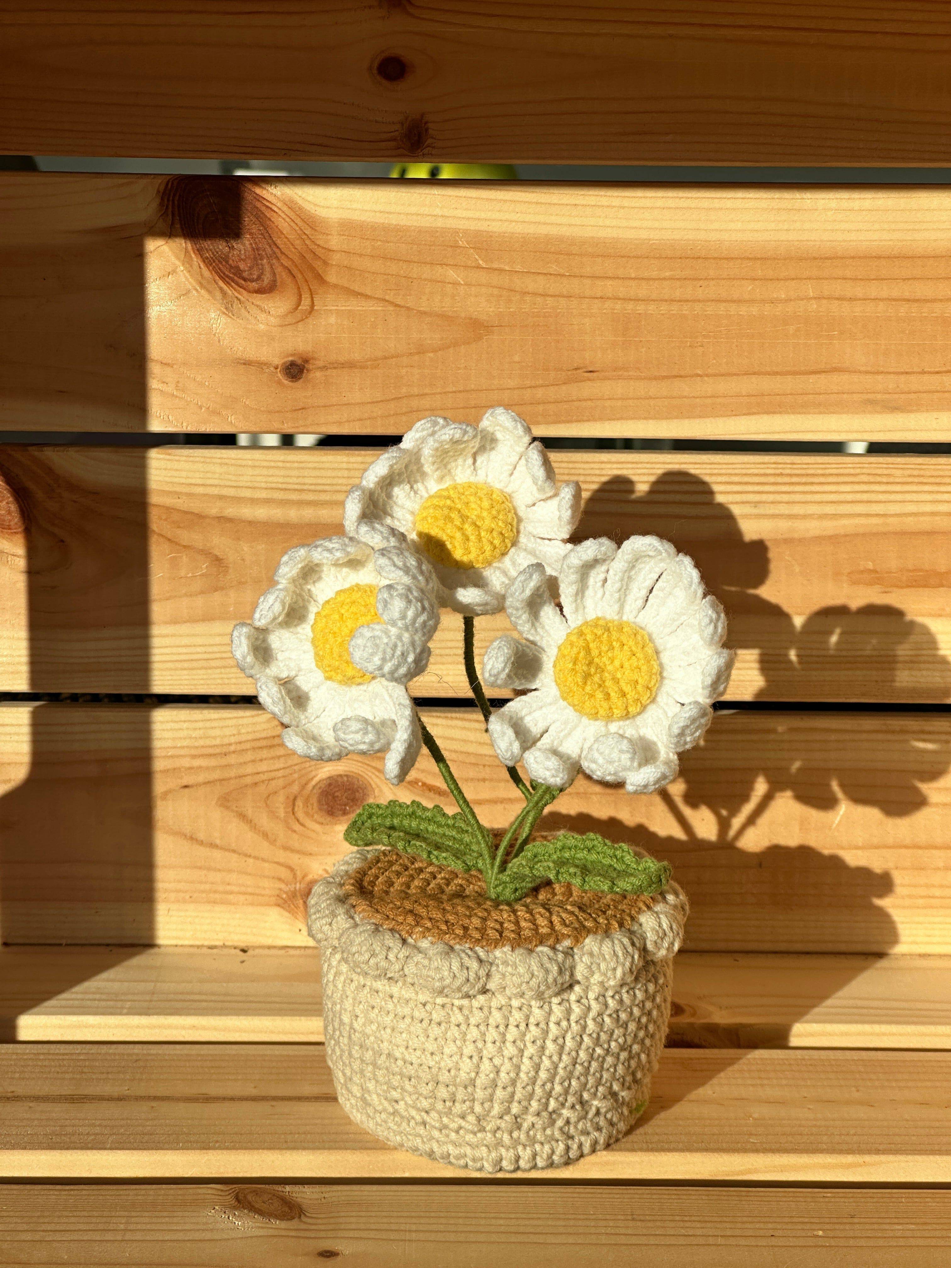 XXL Pot Plants : Larger the size, Bigger the smile